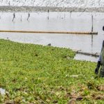 La recuperación del humedal El Cascajo, en Perú: un caso de éxito pro-ambiental